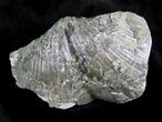 Large Pyrite Replaced Brachiopod - Silica Shale #26868-1